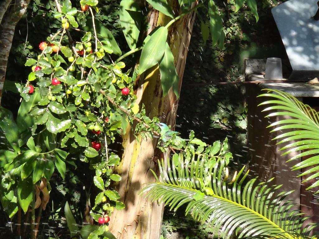 Bucaneiros